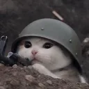 trenchcat