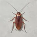 cockroach